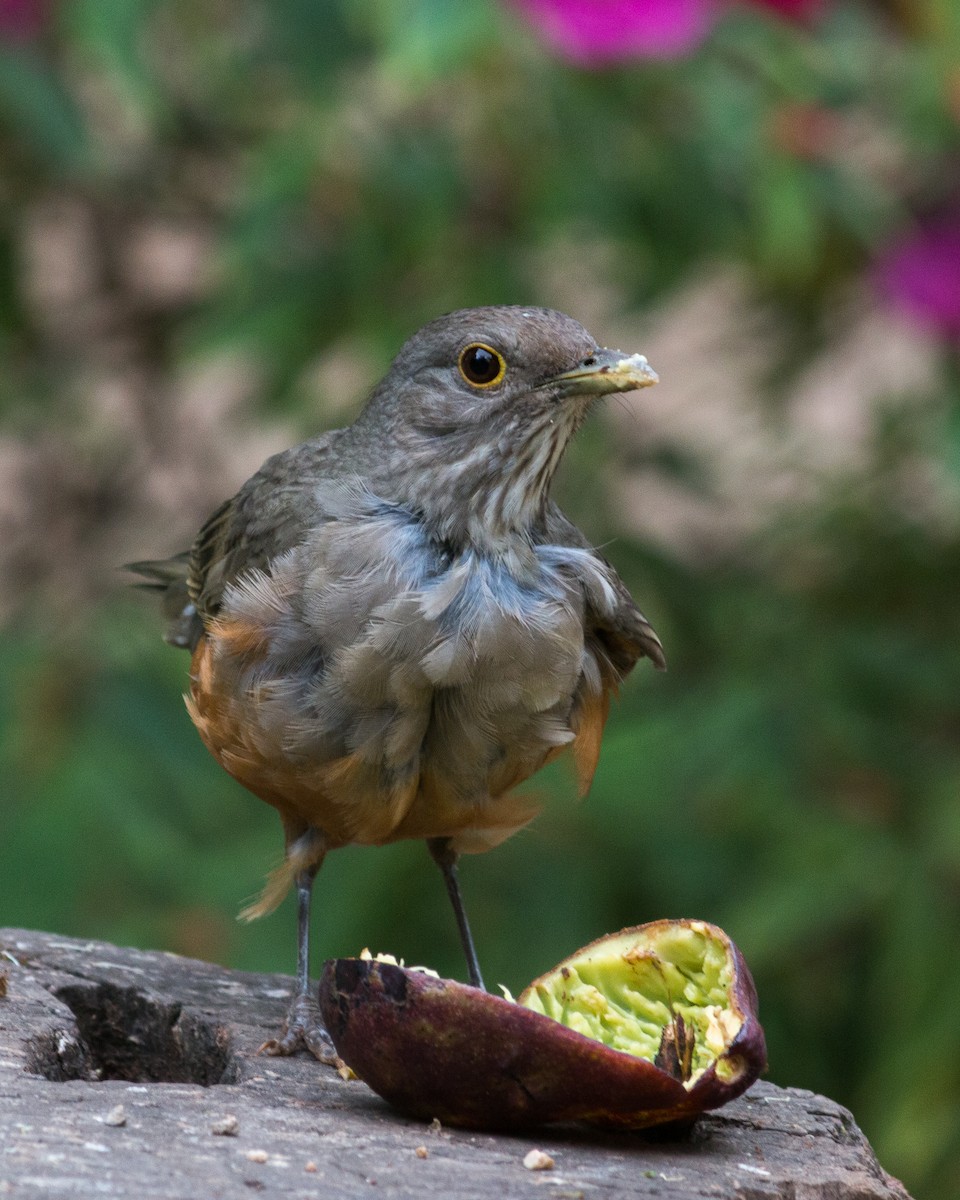 Rufous-bellied Thrush - Felipe Gulin