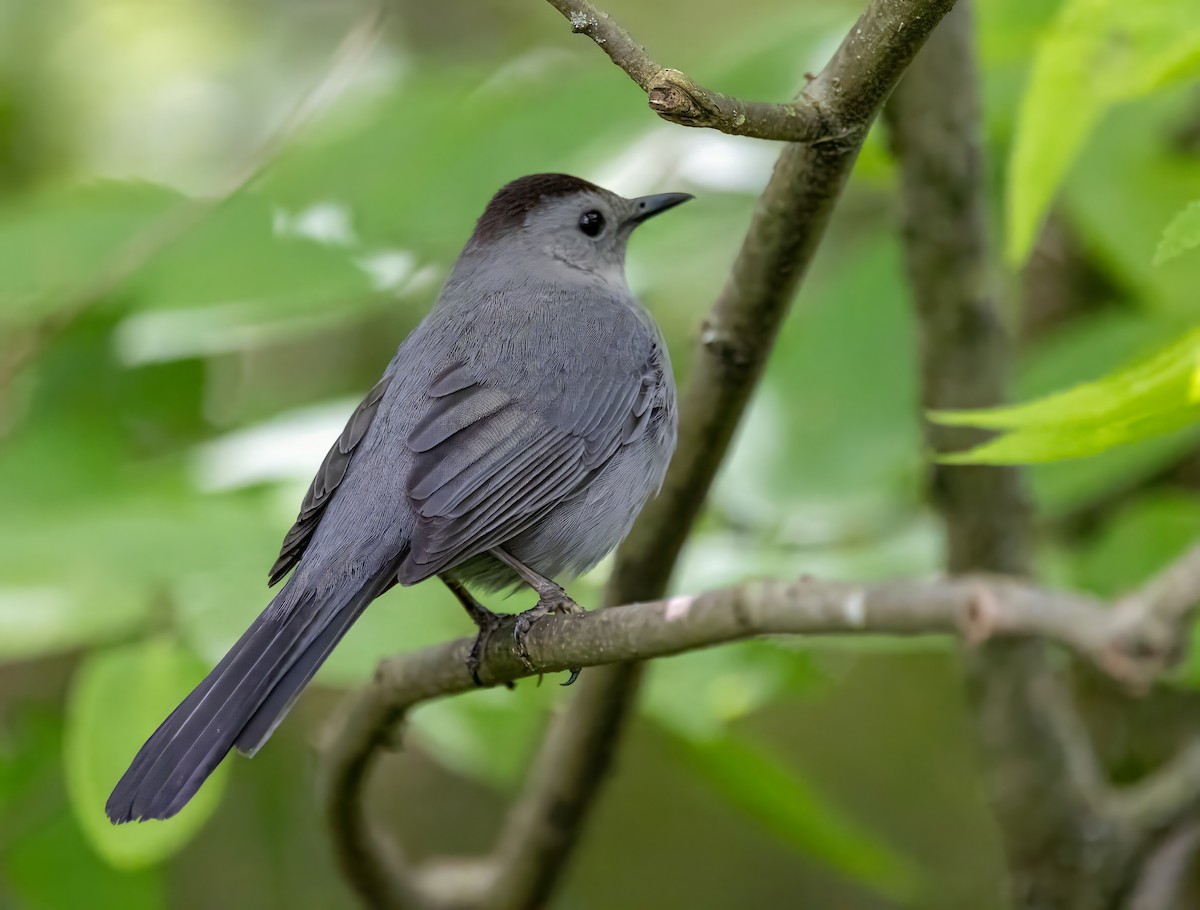 Gray Catbird - ML619306459