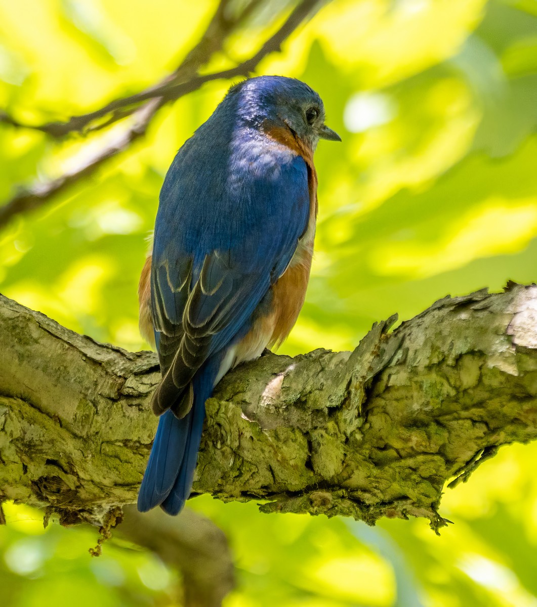 Eastern Bluebird - ML619306472