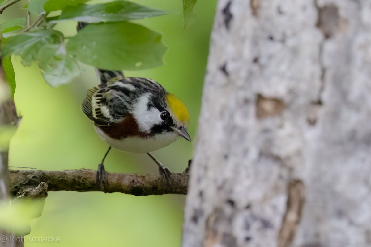 Chestnut-sided Warbler - Rich Kostecke