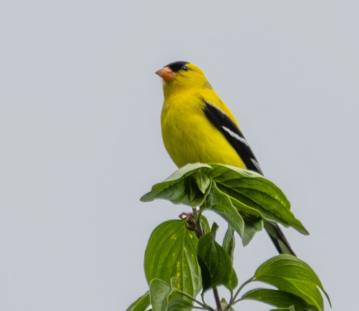 American Goldfinch - ML619306477