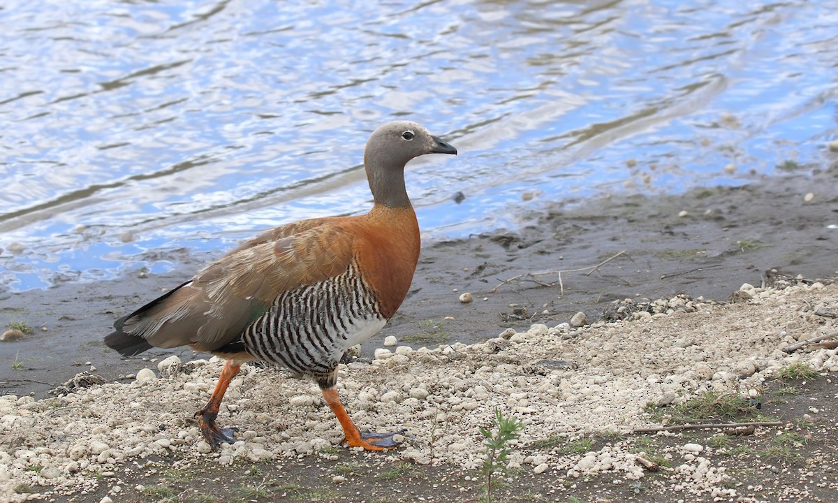 Ashy-headed Goose - ML619306479