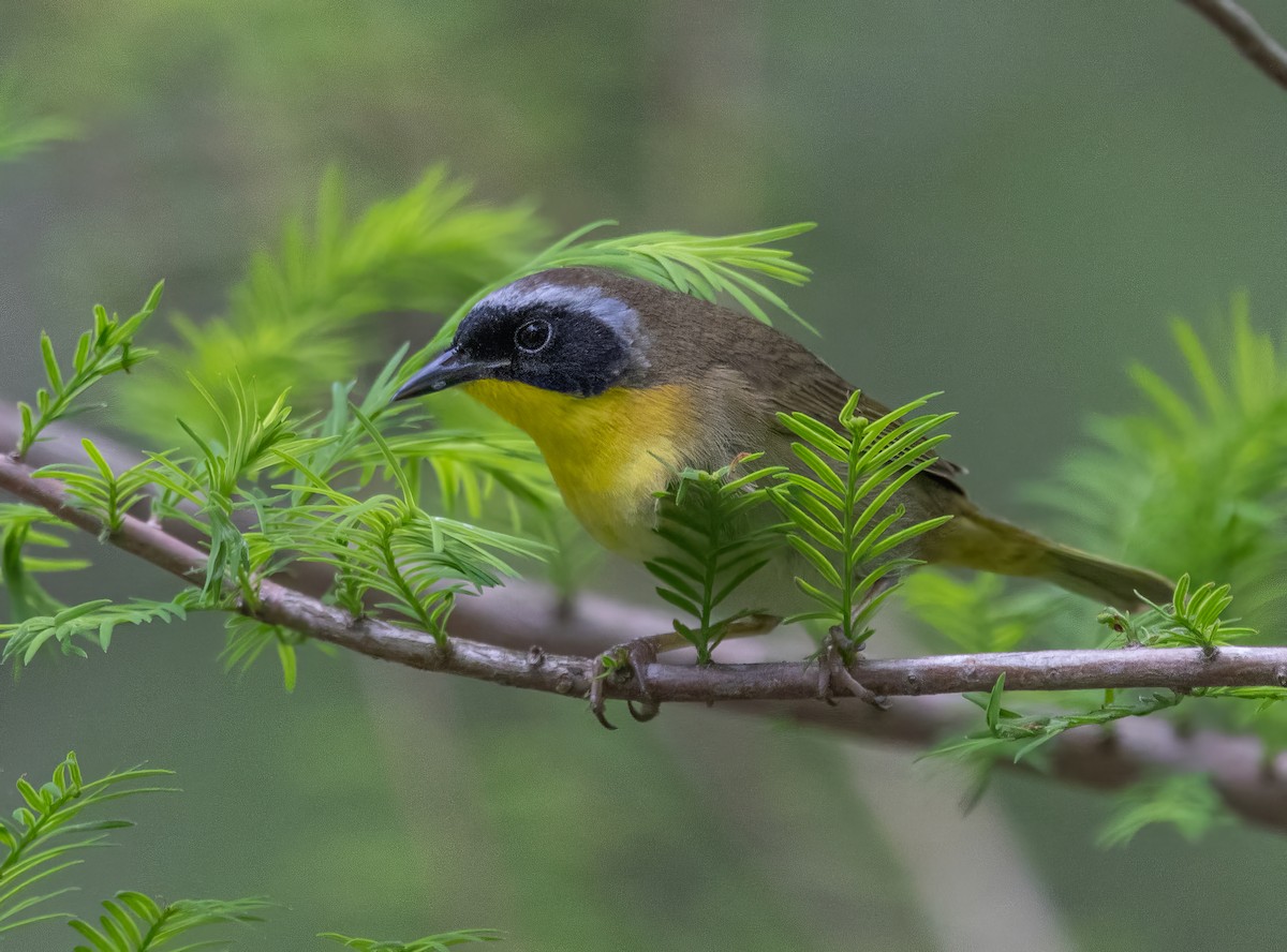 Common Yellowthroat - ML619306489