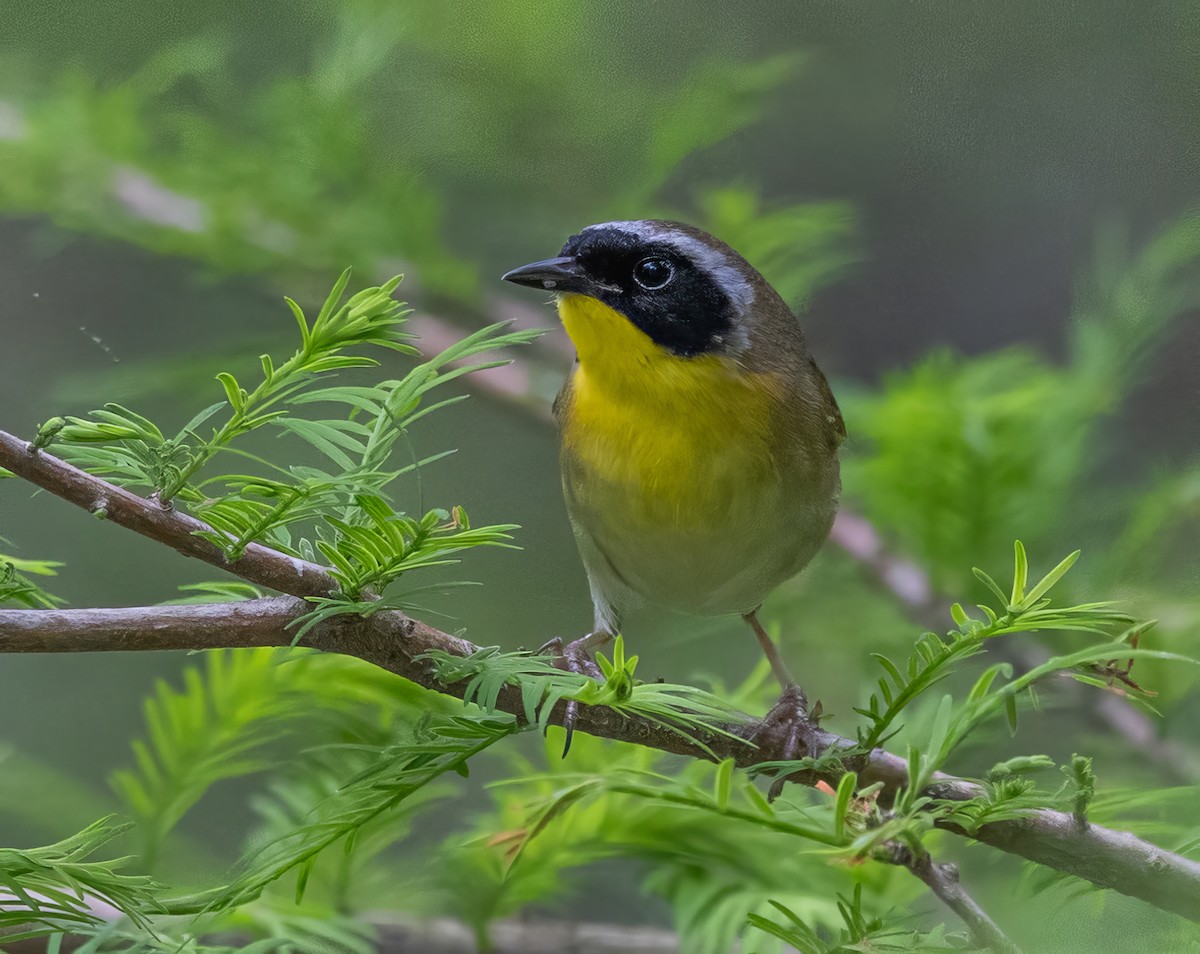 Common Yellowthroat - ML619306490