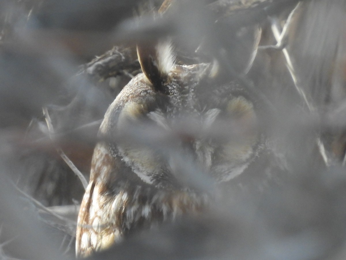 Long-eared Owl - Duke Tufty