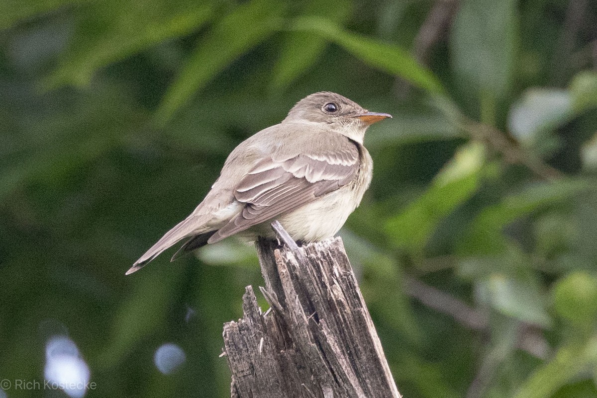 Eastern Wood-Pewee - ML619306498