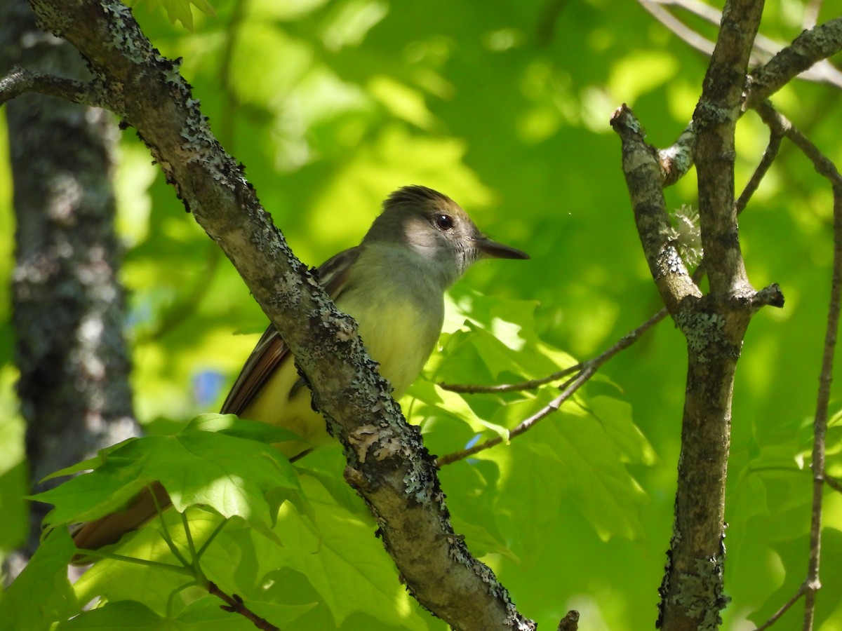 Great Crested Flycatcher - ML619306525