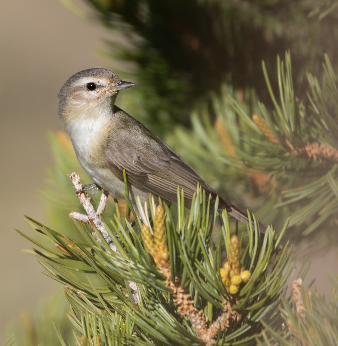 Warbling Vireo - Travis Maher