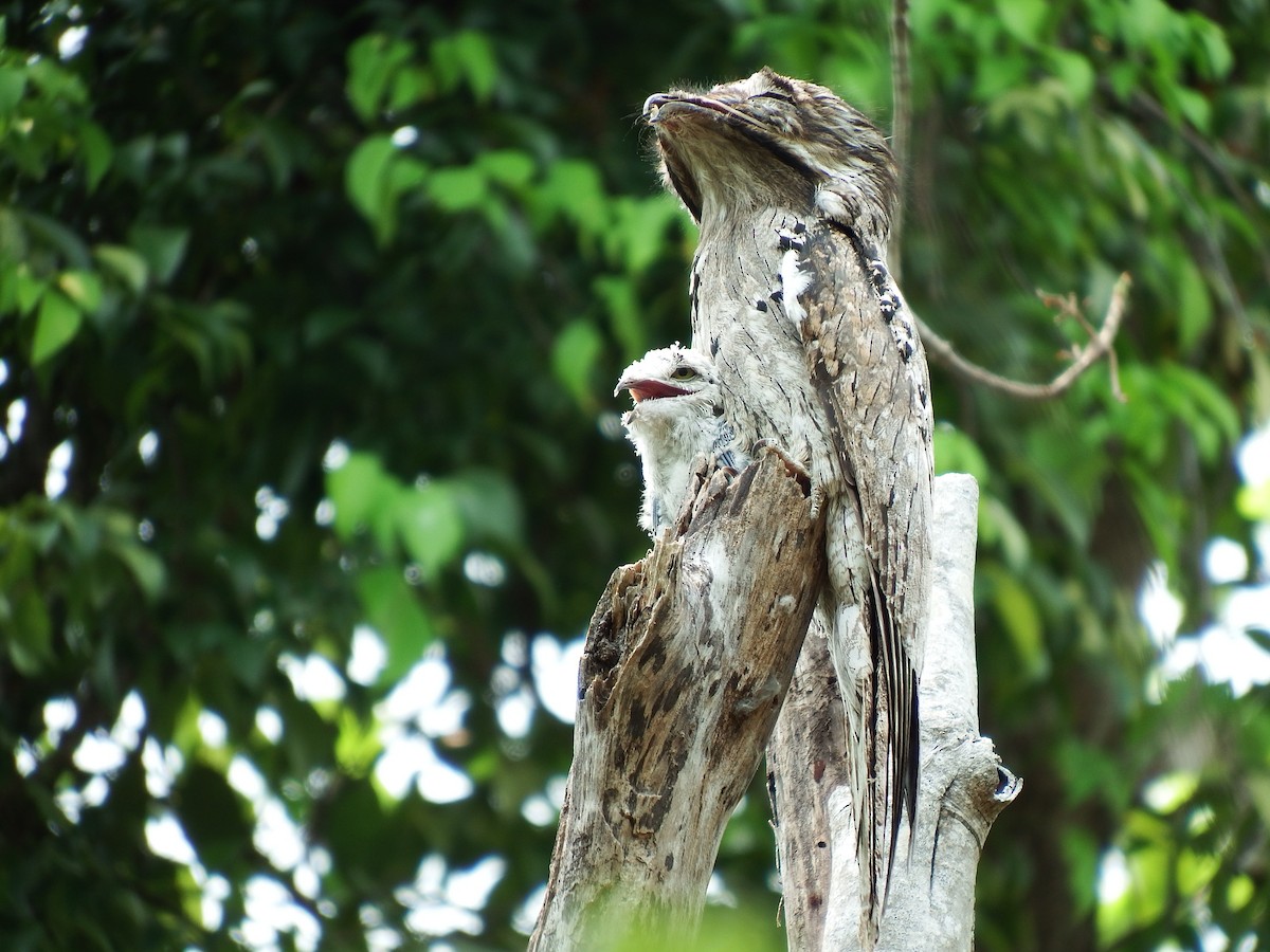 Northern Potoo - Mary Goodart