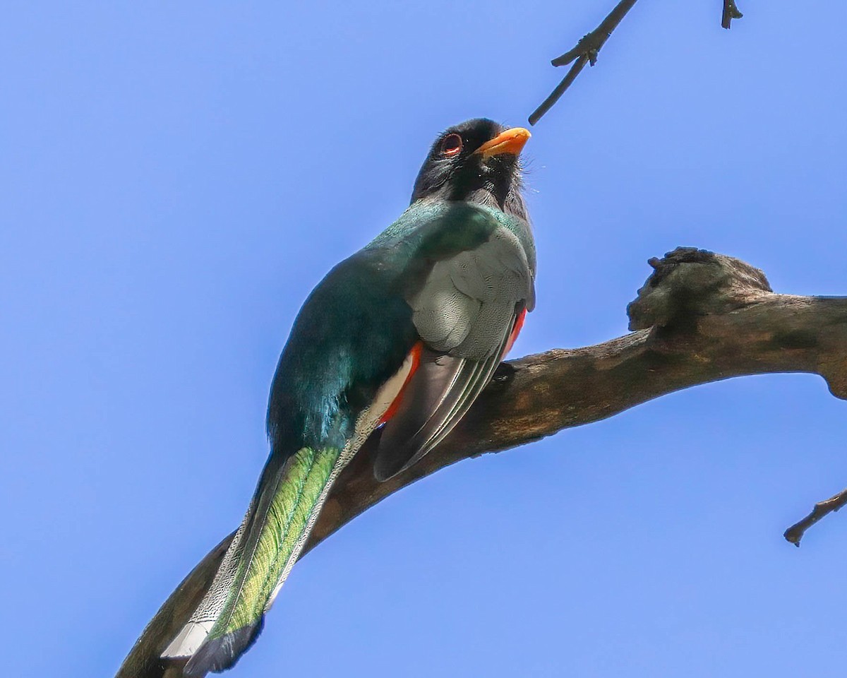 Elegant Trogon - Sue Smith