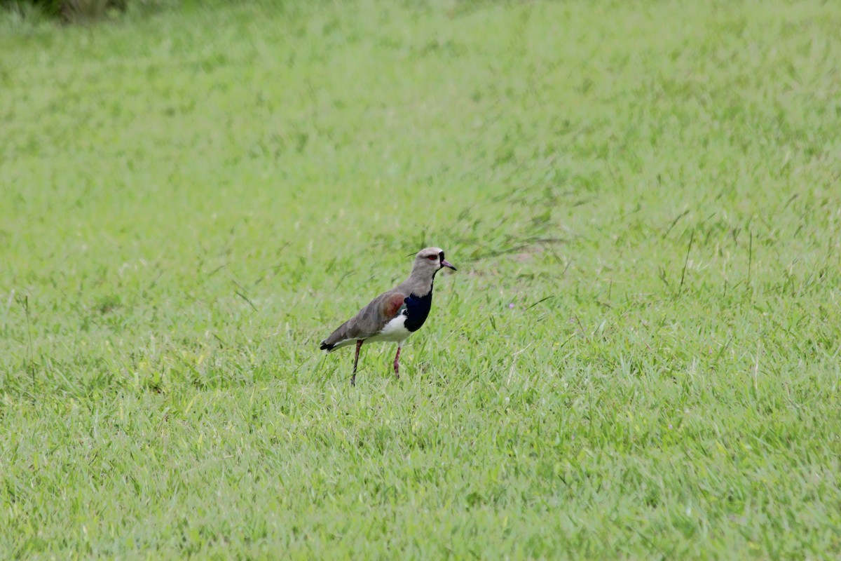 Southern Lapwing - dan davis