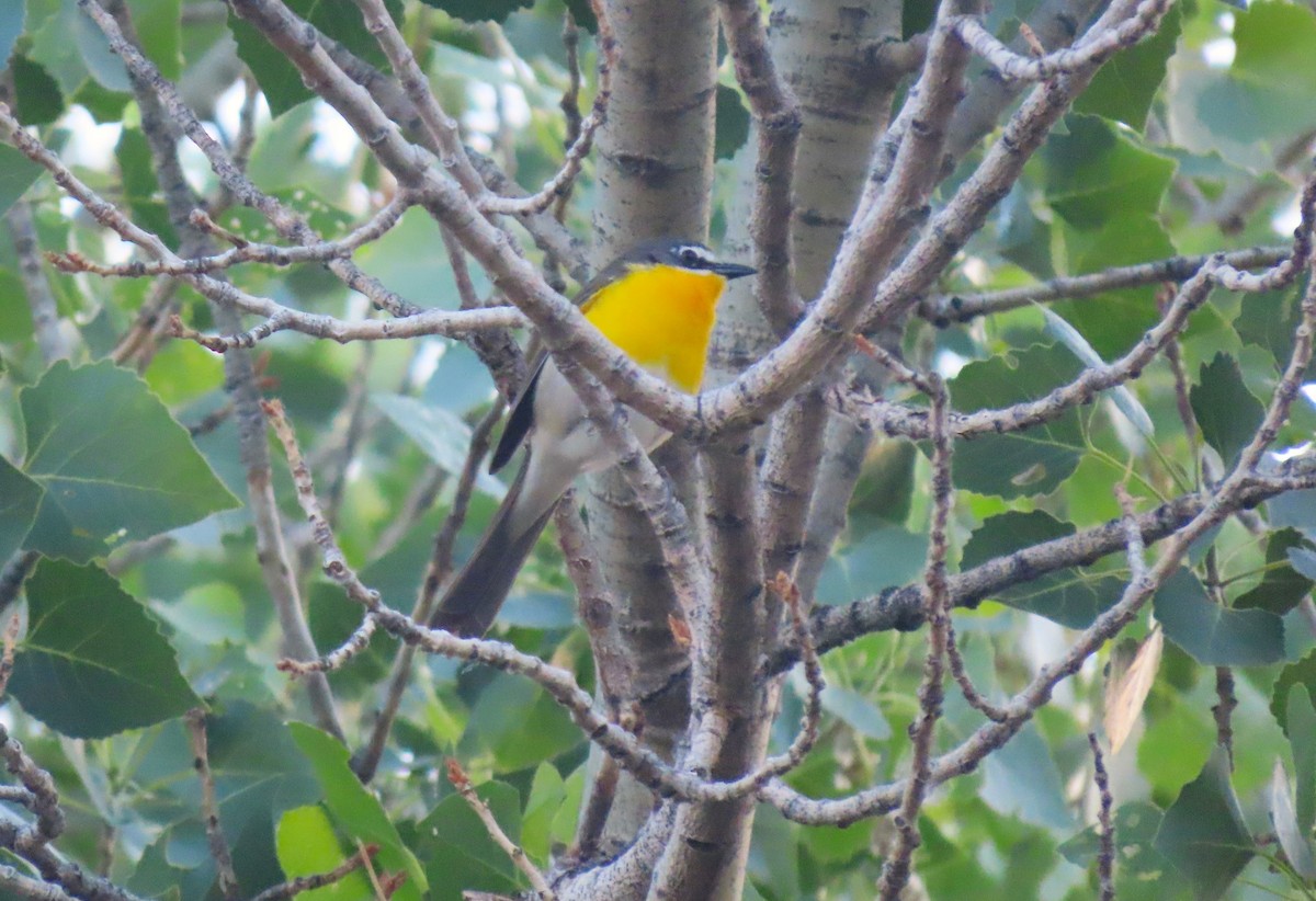 Yellow-breasted Chat - ML619306558