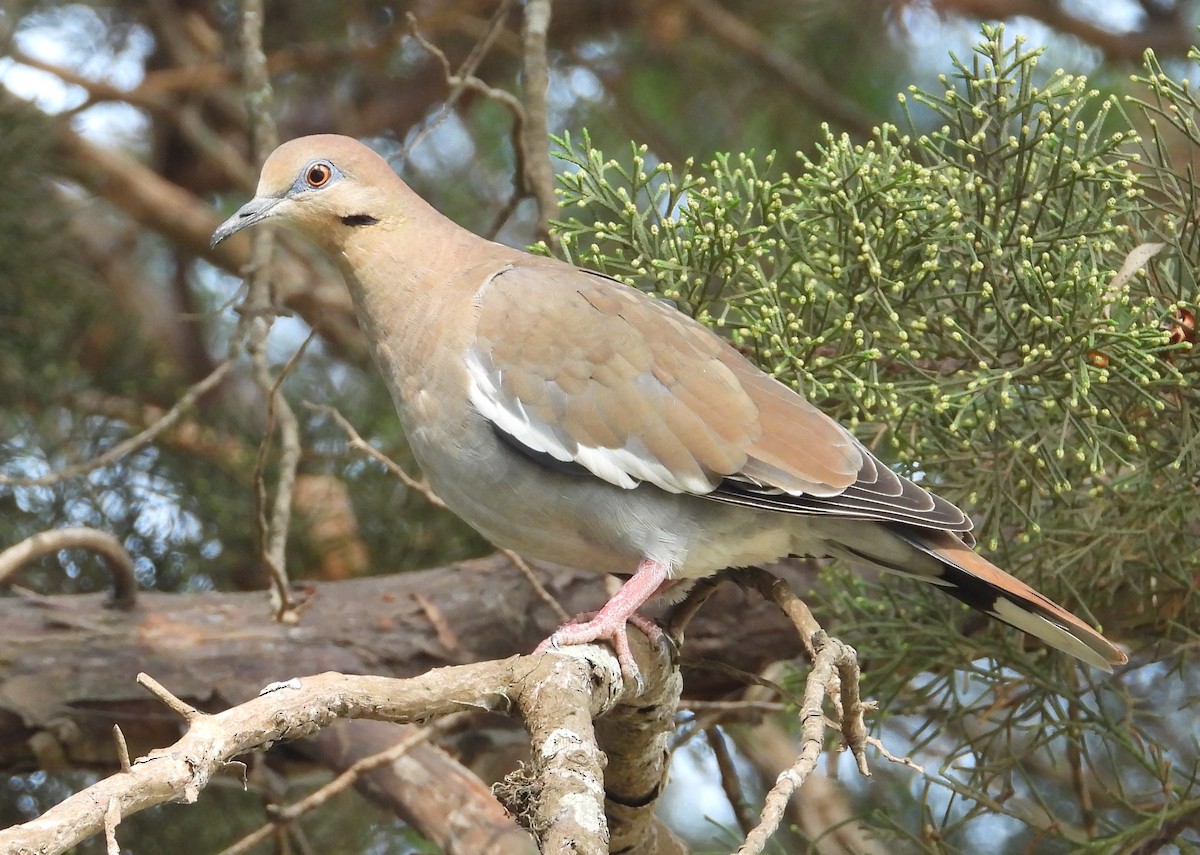 White-winged Dove - undefined