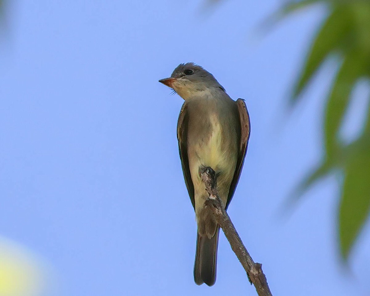 Western Wood-Pewee - Sue Smith