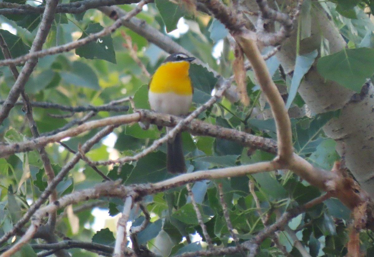 Yellow-breasted Chat - ML619306583
