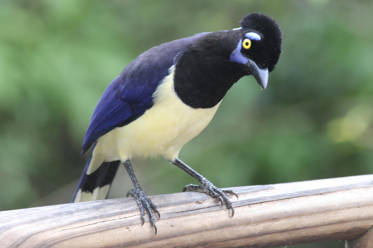 Plush-crested Jay - ML619306585