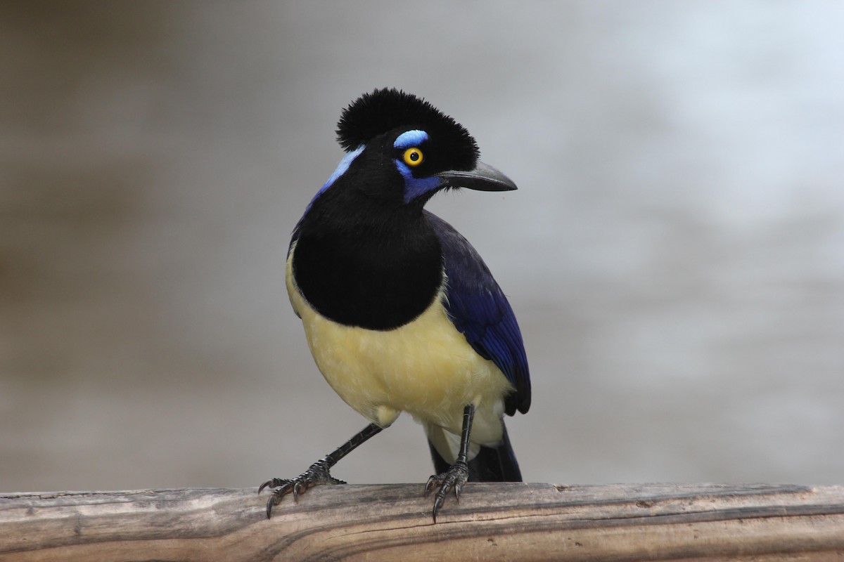 Plush-crested Jay - ML619306586