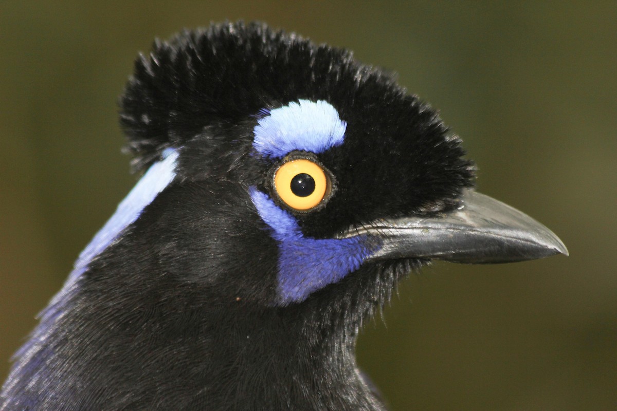 Plush-crested Jay - dan davis