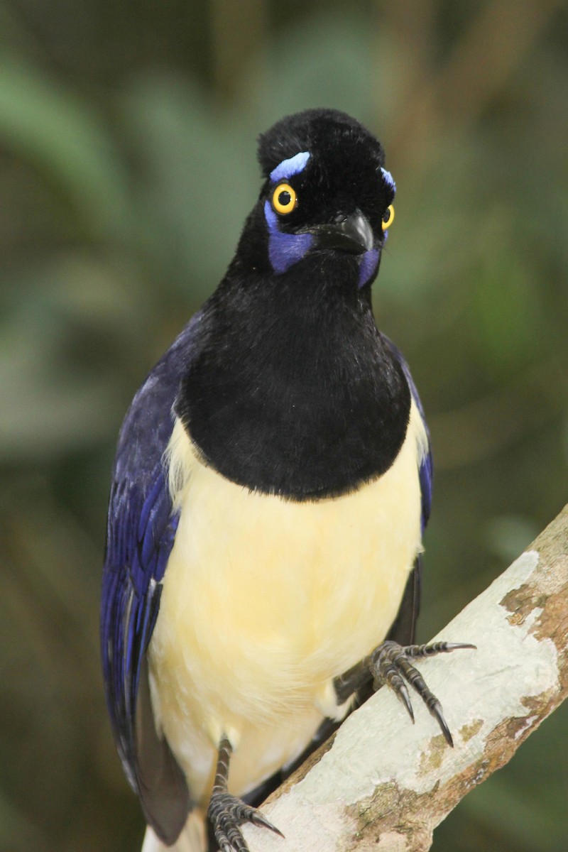 Plush-crested Jay - dan davis