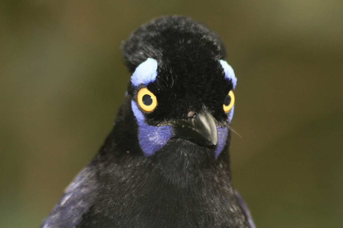 Plush-crested Jay - ML619306589