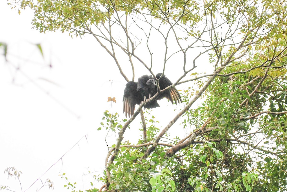 Black Vulture - ML619306613