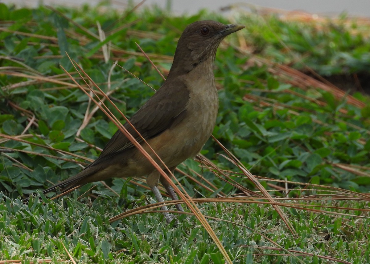 Clay-colored Thrush - undefined