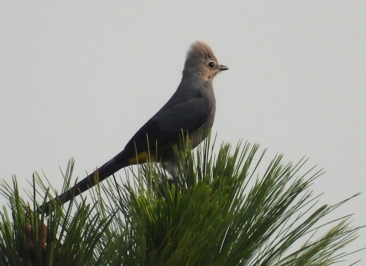 Gray Silky-flycatcher - undefined