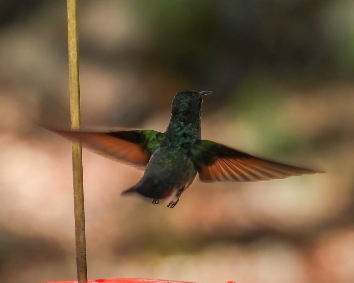 Berylline Hummingbird - Doug Smith