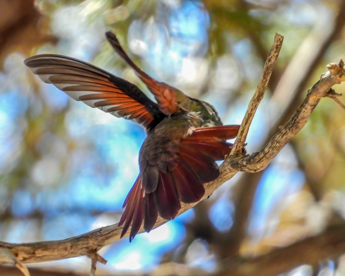 Berylline Hummingbird - Doug Smith