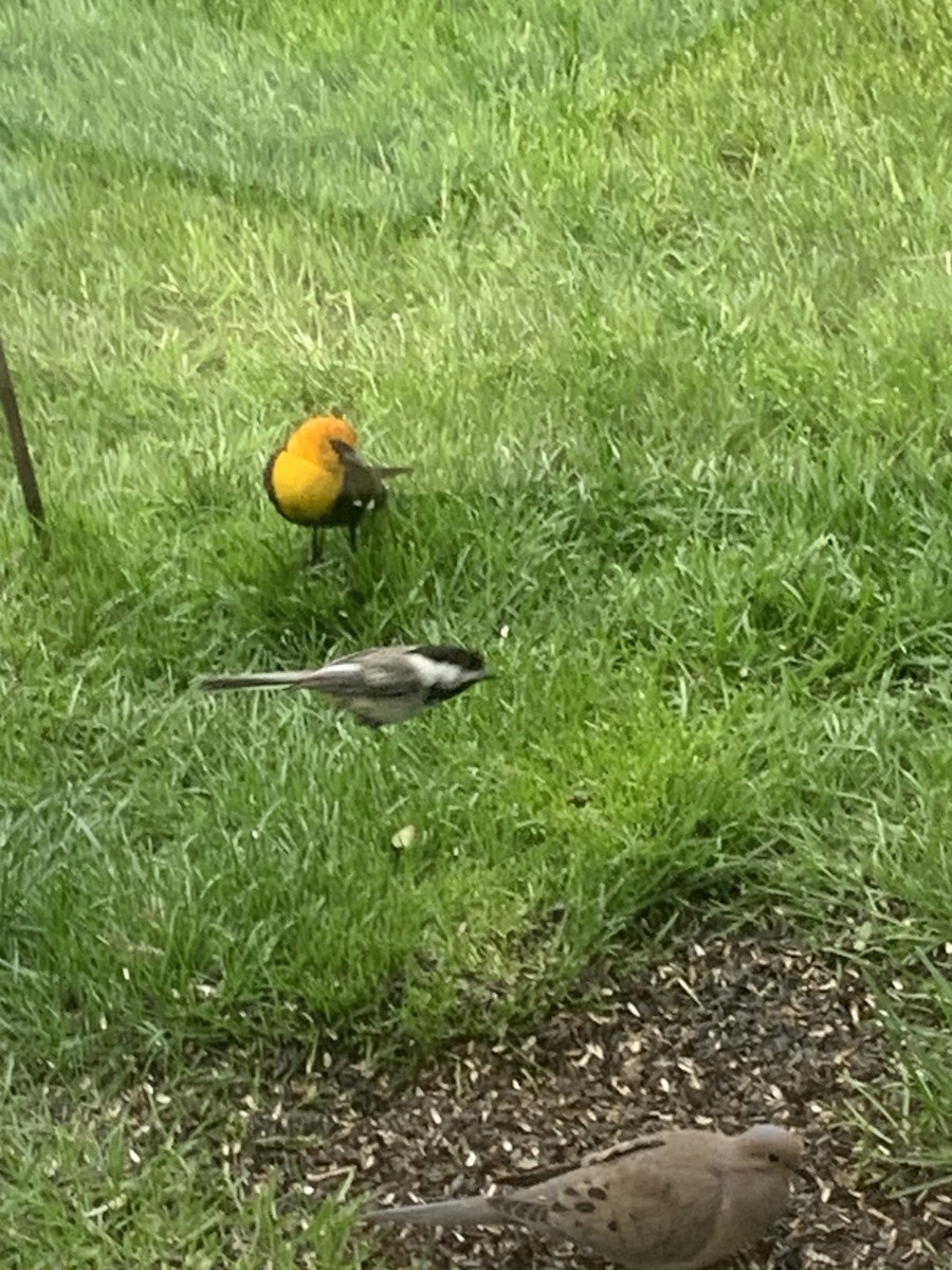 Yellow-headed Blackbird - ML619306665