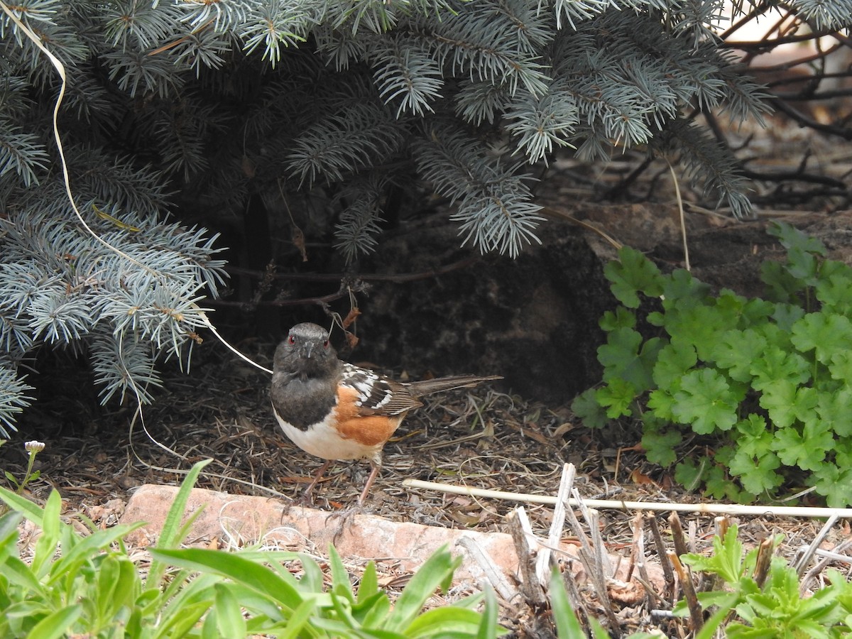 Spotted Towhee - ML619306707