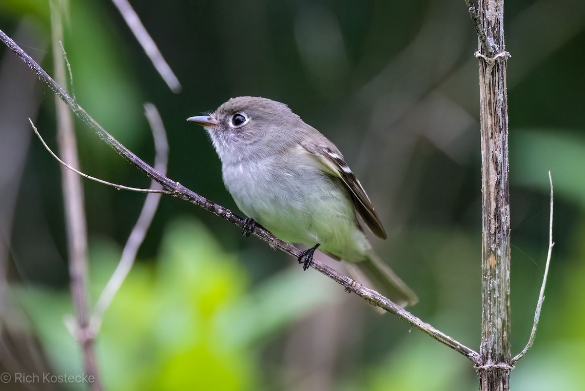 Least Flycatcher - ML619306712