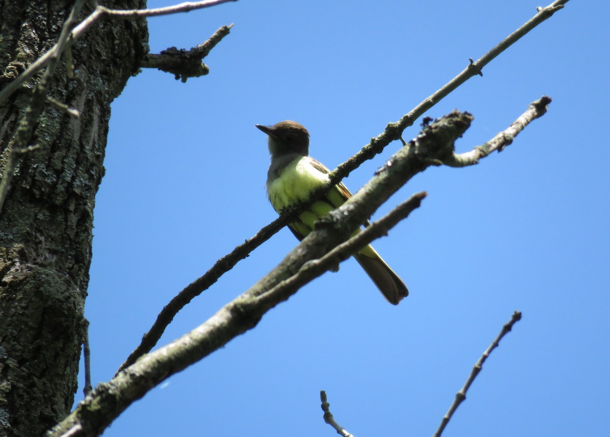 Great Crested Flycatcher - ML619306739