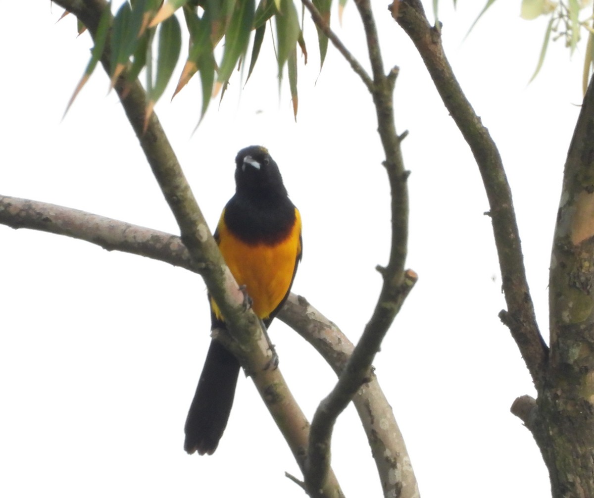 Black-vented Oriole - undefined