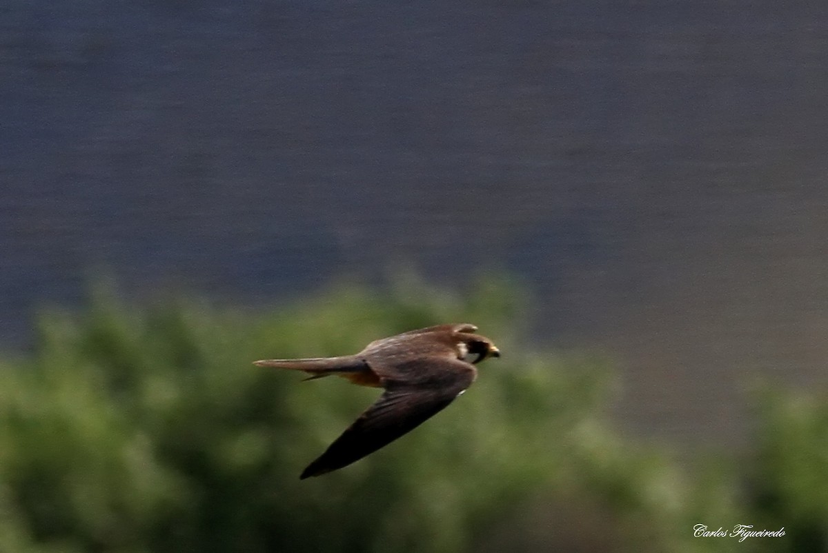 Eurasian Hobby - ML619306748