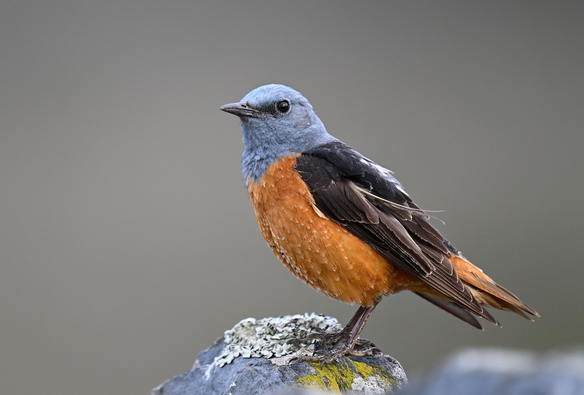 Rufous-tailed Rock-Thrush - Manuel Segura Herrero