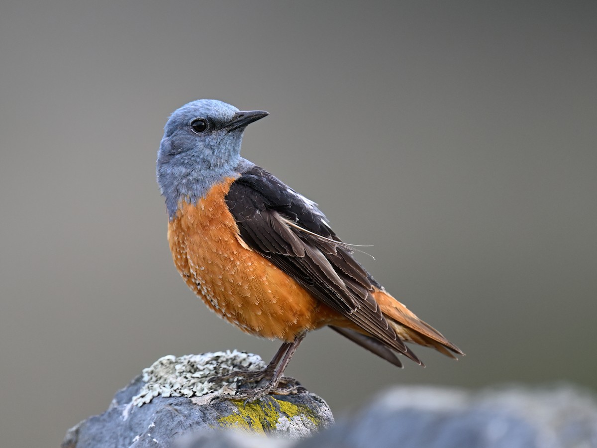 Rufous-tailed Rock-Thrush - ML619306752