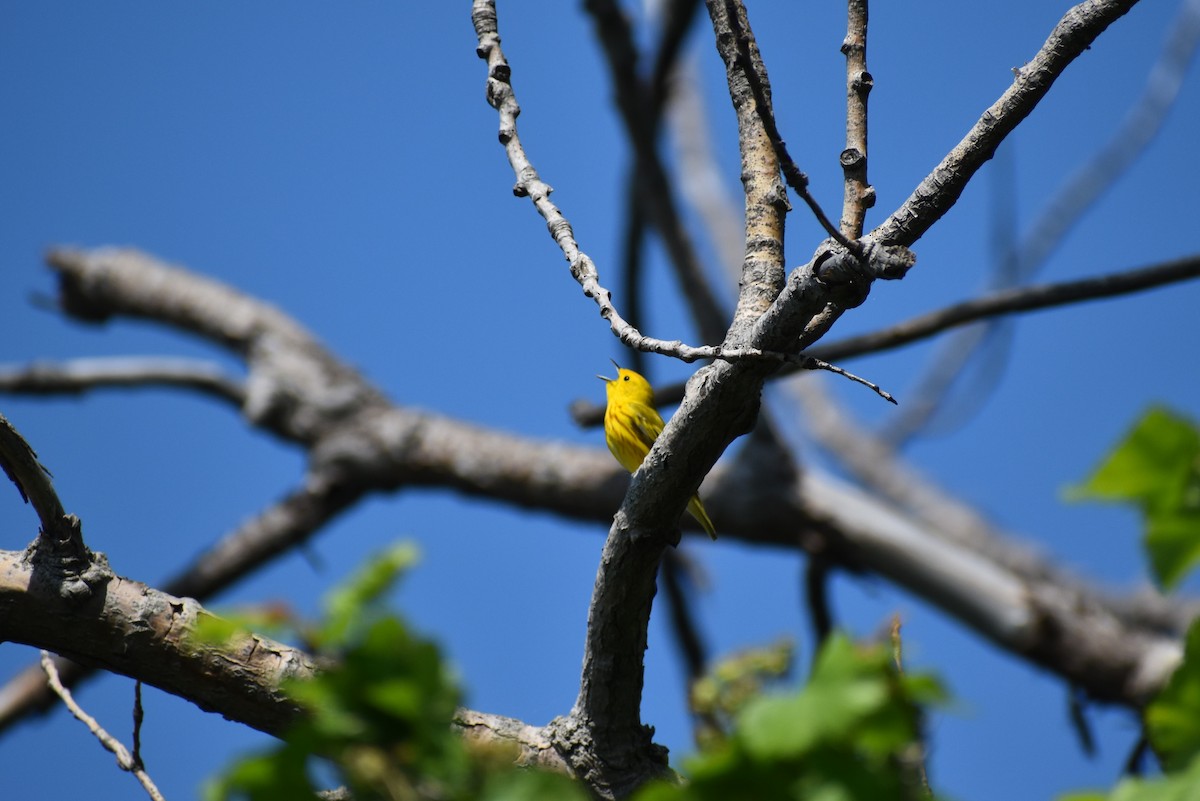 Yellow Warbler - Mike DellaLucia