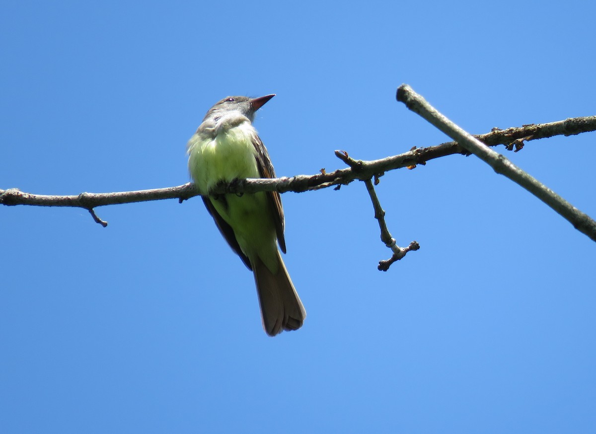 Great Crested Flycatcher - ML619306771