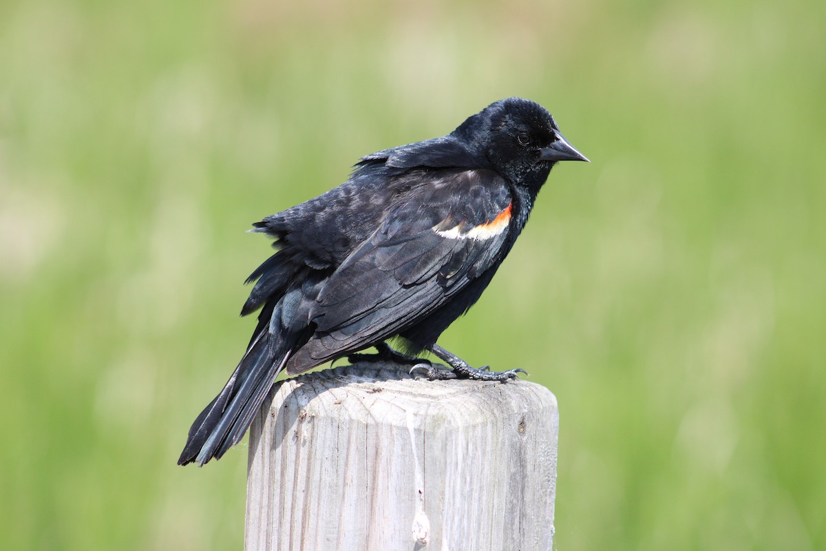Red-winged Blackbird - Soren Zappia