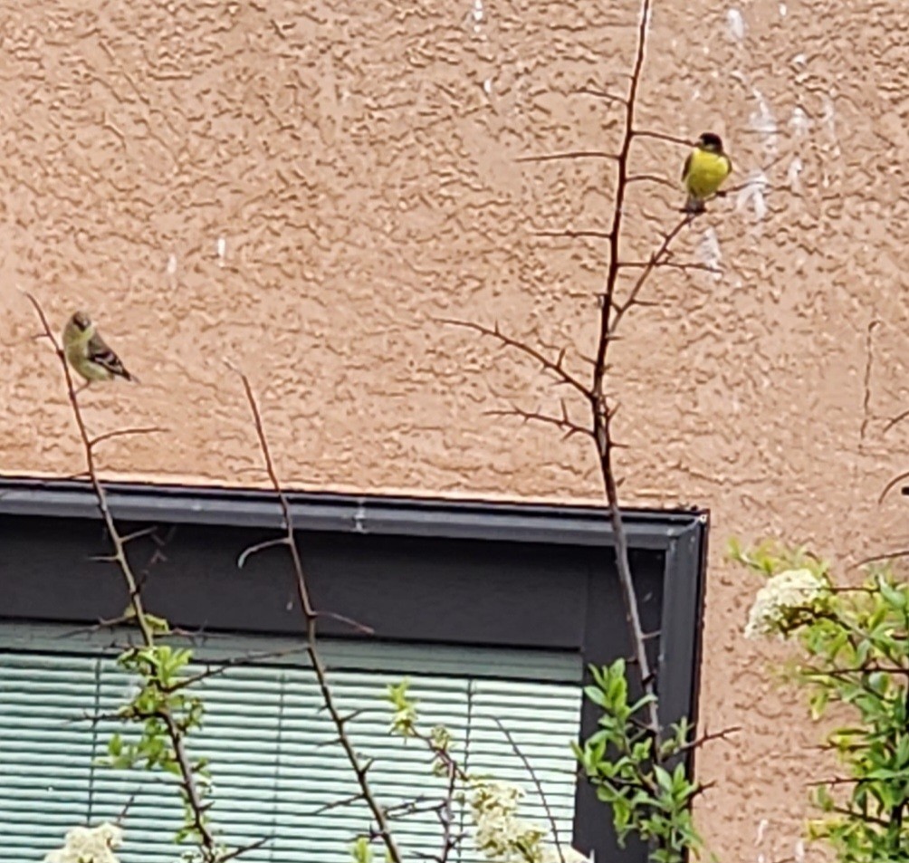 Lesser Goldfinch - Nancy Cox