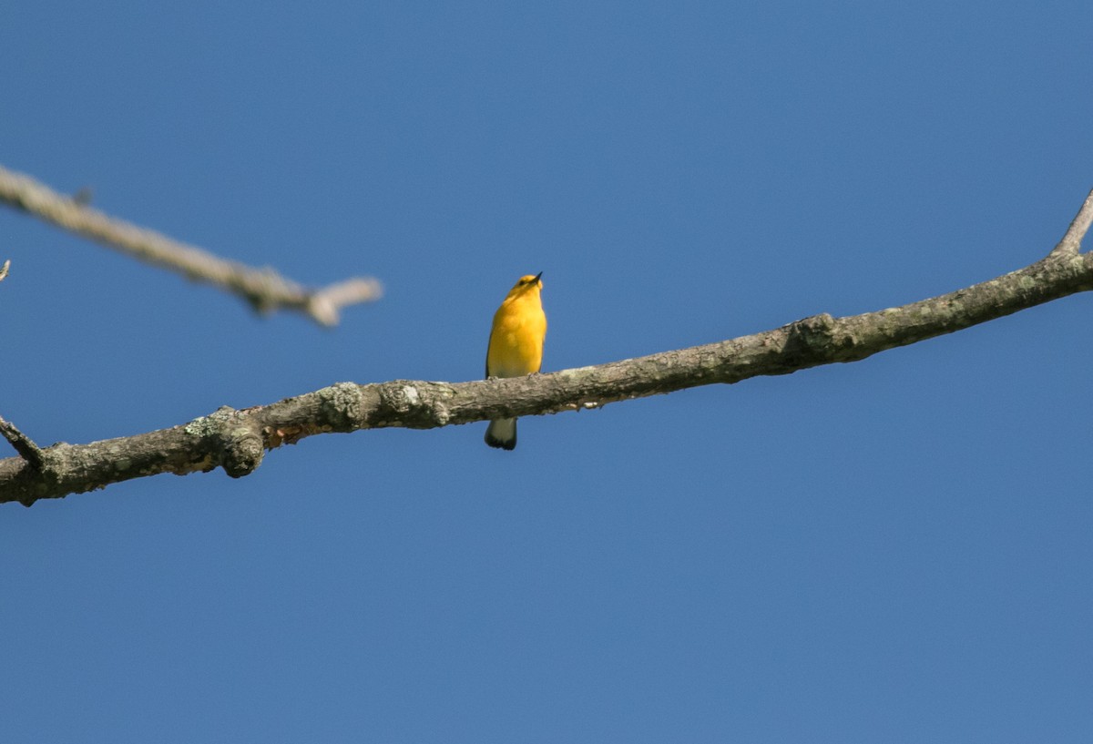 Prothonotary Warbler - Mike Fialkovich