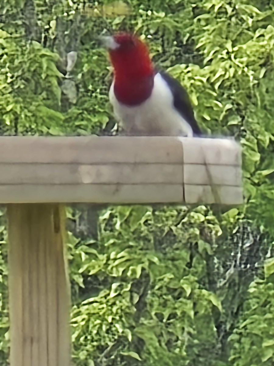 Red-headed Woodpecker - ML619306811
