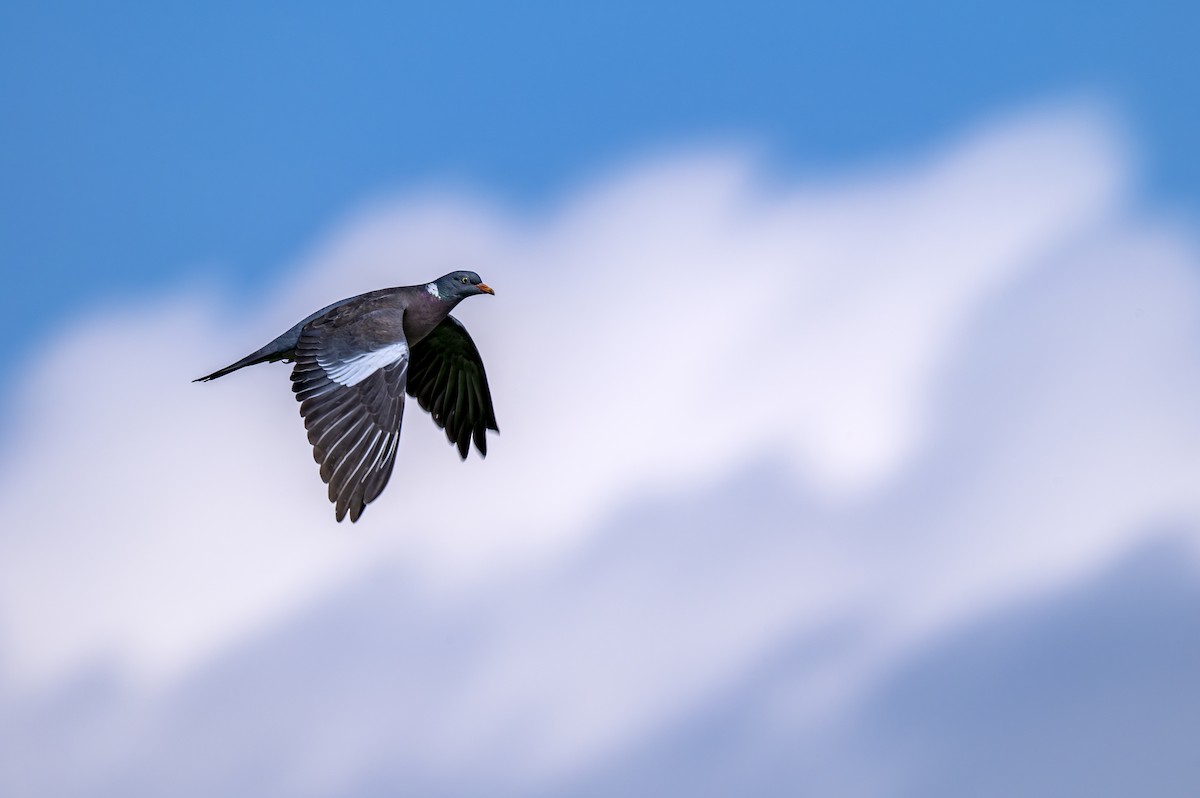 Common Wood-Pigeon - Andrej Tabak