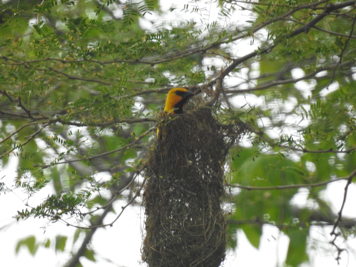 Yellow Oriole - Paula Peña-Amaya