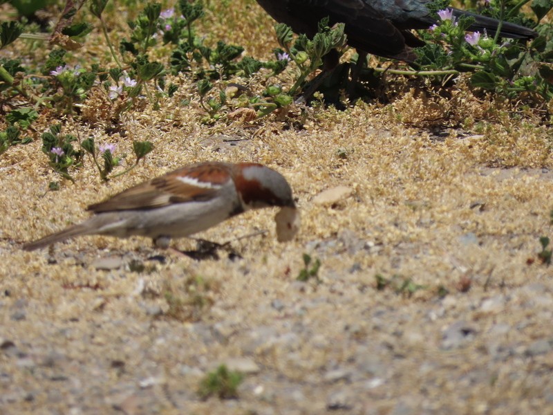 House Sparrow - suga moriwaki