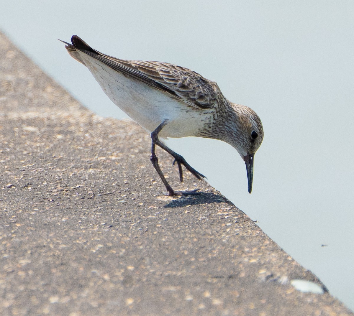 White-rumped Sandpiper - ML619306820