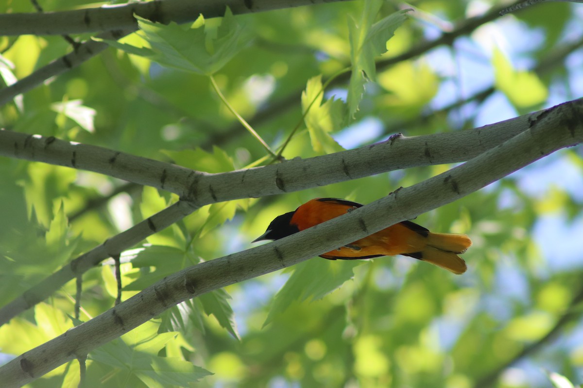 Baltimore Oriole - Cory Ruchlin