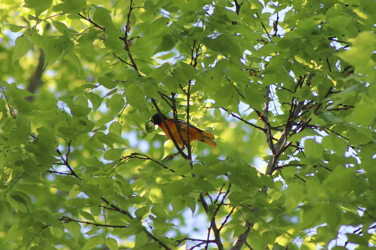 Baltimore Oriole - Cory Ruchlin