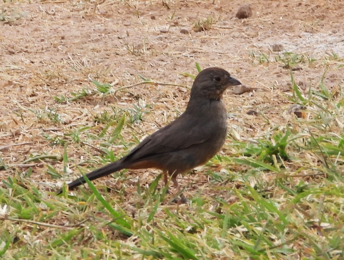 Canyon Towhee - Guadalupe Esquivel Uribe